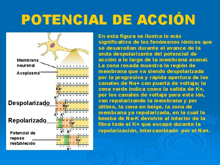 POTENCIAL DE ACCIÓN Membrana neuronal Axoplasma Despolarizado Repolarizado Potencial de reposo restablecido En esta