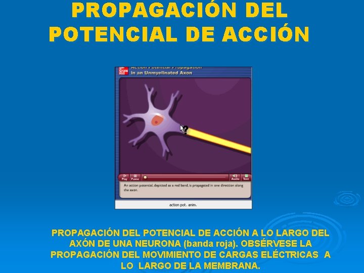 PROPAGACIÓN DEL POTENCIAL DE ACCIÓN A LO LARGO DEL AXÓN DE UNA NEURONA (banda