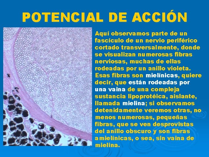 POTENCIAL DE ACCIÓN Aquí observamos parte de un fascículo de un nervio periférico cortado