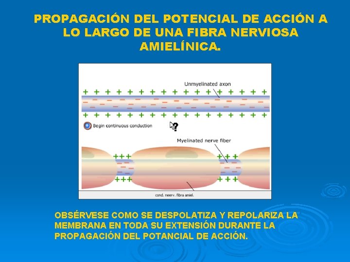 PROPAGACIÓN DEL POTENCIAL DE ACCIÓN A LO LARGO DE UNA FIBRA NERVIOSA AMIELÍNICA. OBSÉRVESE