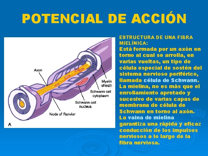 POTENCIAL DE ACCIÓN ESTRUCTURA DE UNA FIBRA MIELÍNICA: Está formada por un axón en