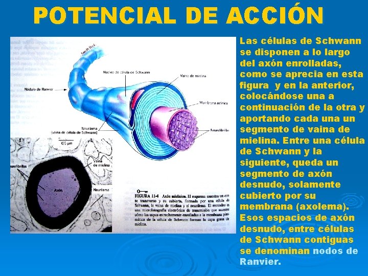 POTENCIAL DE ACCIÓN Las células de Schwann se disponen a lo largo del axón