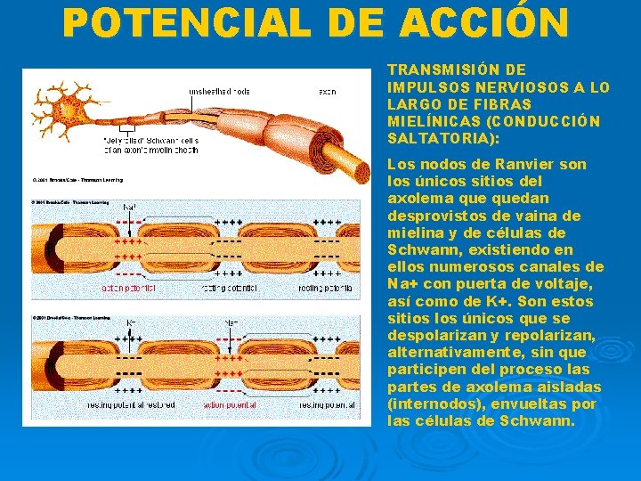 POTENCIAL DE ACCIÓN TRANSMISIÓN DE IMPULSOS NERVIOSOS A LO LARGO DE FIBRAS MIELÍNICAS (CONDUCCIÓN