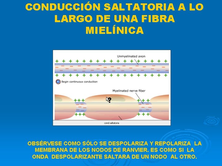 CONDUCCIÓN SALTATORIA A LO LARGO DE UNA FIBRA MIELÍNICA OBSÉRVESE COMO SÓLO SE DESPOLARIZA