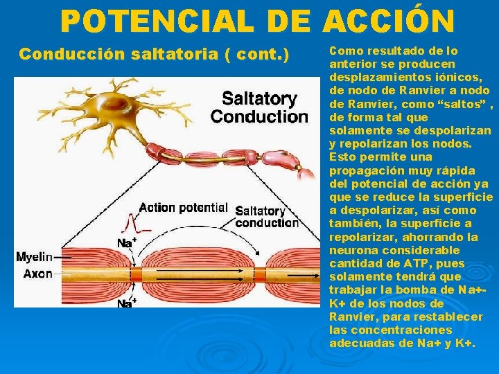 POTENCIAL DE ACCIÓN Conducción saltatoria ( cont. ) Como resultado de lo anterior se