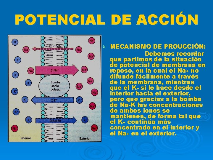 POTENCIAL DE ACCIÓN Ø MECANISMO DE PROUCCIÓN: Debemos recordar que partimos de la situación