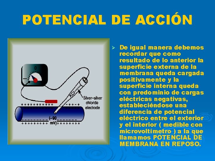POTENCIAL DE ACCIÓN Ø De igual manera debemos recordar que como resultado de lo