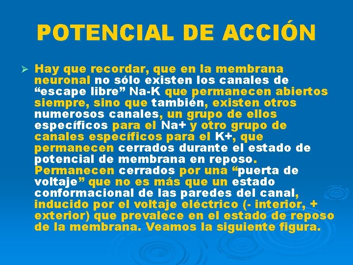 POTENCIAL DE ACCIÓN Ø Hay que recordar, que en la membrana neuronal no sólo