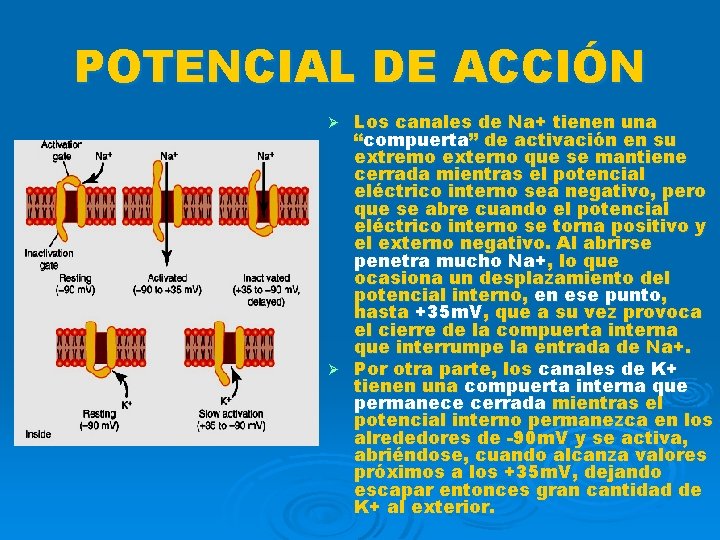 POTENCIAL DE ACCIÓN Los canales de Na+ tienen una “compuerta” de activación en su
