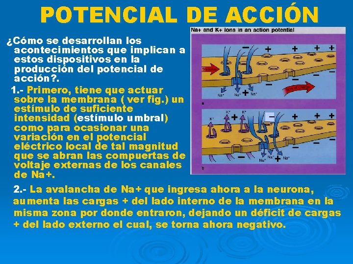 POTENCIAL DE ACCIÓN ¿Cómo se desarrollan los acontecimientos que implican a estos dispositivos en