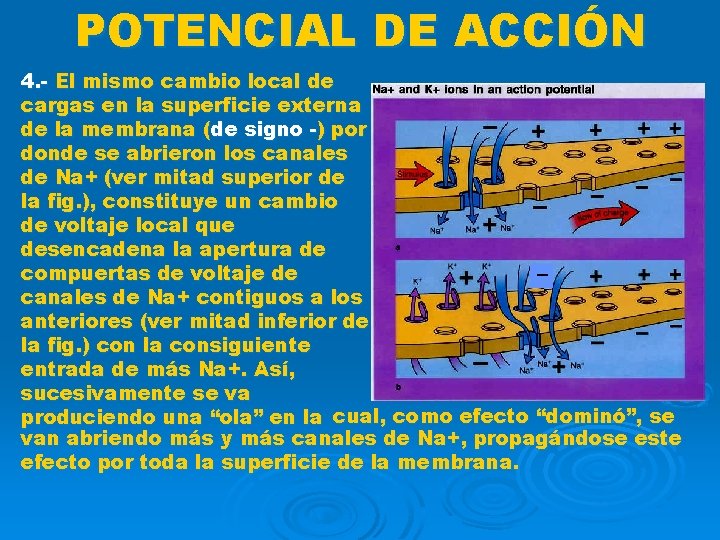POTENCIAL DE ACCIÓN 4. - El mismo cambio local de cargas en la superficie