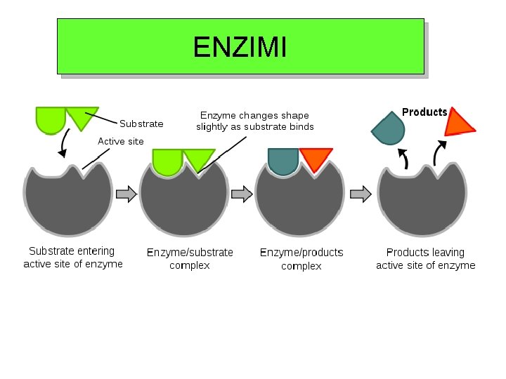 ENZIMI 