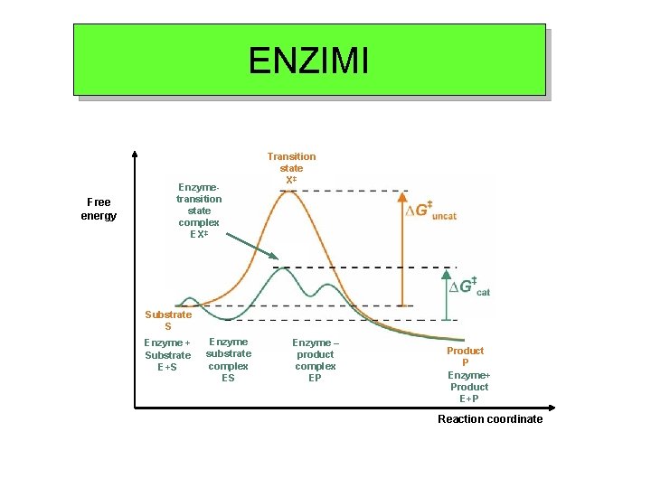 ENZIMI Free energy Enzymetransition state complex EX‡ Transition state X‡ Substrate S Enzyme +