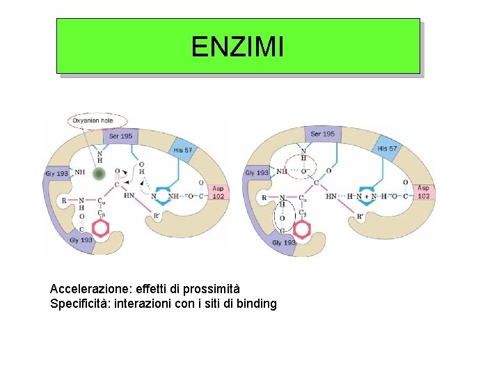 ENZIMI Accelerazione: effetti di prossimità Specificità: interazioni con i siti di binding 