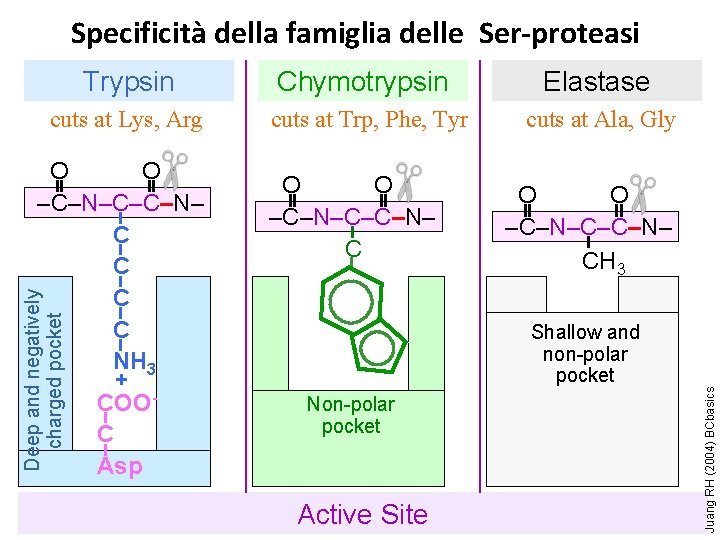 Specificità della famiglia delle Ser-proteasi Trypsin Chymotrypsin Elastase cuts at Lys, Arg cuts at