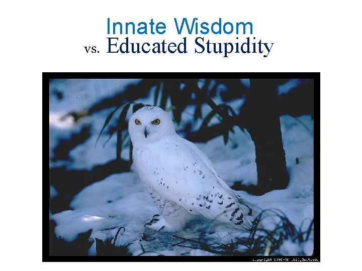 Innate Wisdom vs. Educated Stupidity 