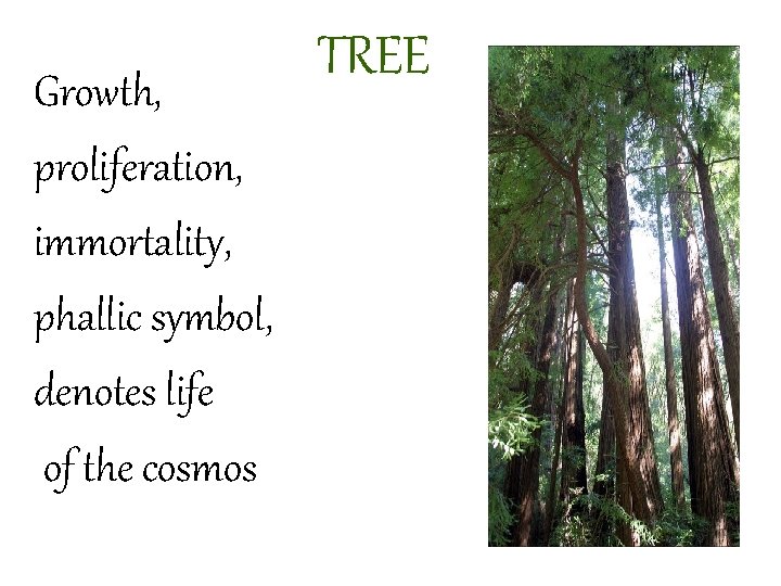 Growth, proliferation, immortality, phallic symbol, denotes life of the cosmos TREE 