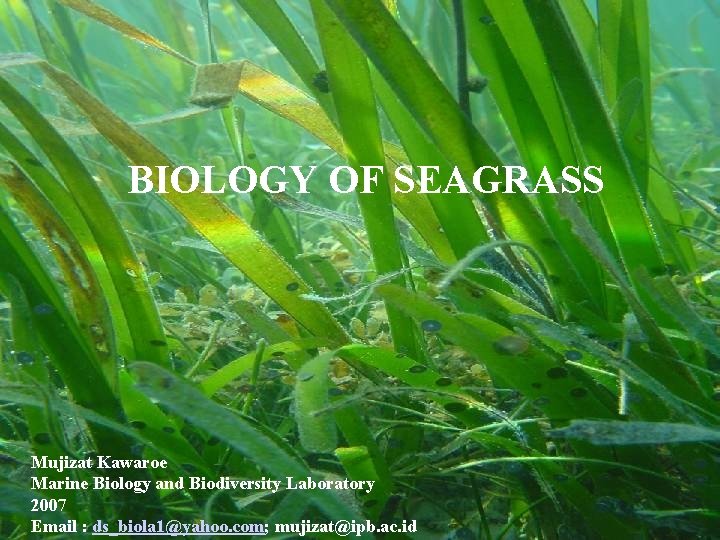 BIOLOGY OF SEAGRASS Mujizat Kawaroe Marine Biology and Biodiversity Laboratory 2007 Email : ds_biola