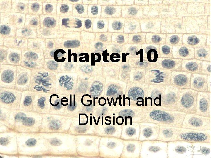 Chapter 10 Cell Growth and Division 