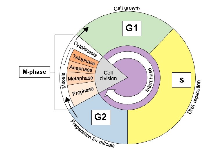 G 1 M-phase s G 2 