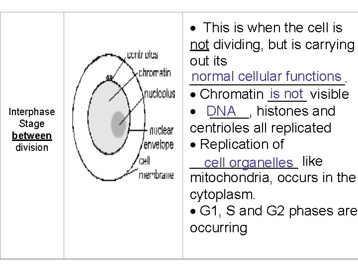 Interphase Stage between division This is when the cell is not dividing, but is