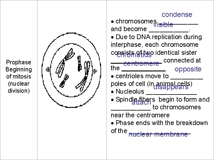 condense chromosomes ______ visible Prophase Beginning of mitosis (nuclear division) and become ______. Due