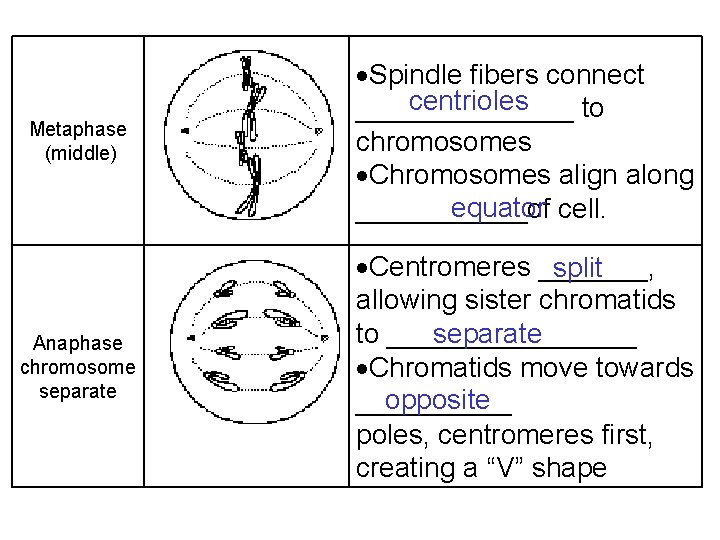 Metaphase (middle) Spindle fibers connect centrioles _______ to chromosomes Chromosomes align along equator ______of