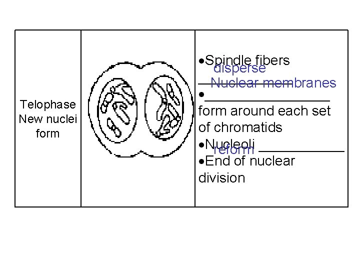 Telophase New nuclei form Spindle fibers disperse ______ Nuclear membranes ________ form around each