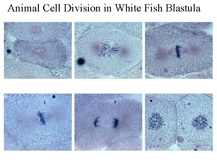 Animal Cell Division in White Fish Blastula 