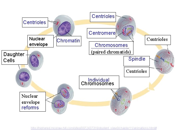 Centrioles Centromere Nuclear envelope Daughter Cells Chromatin Centrioles Chromosomes ________ (paired chromatids) Spindle Centrioles