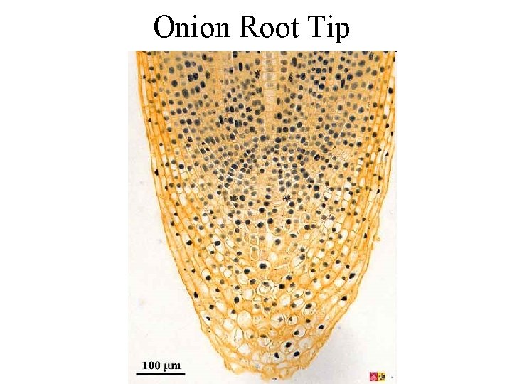 Onion Root Tip 