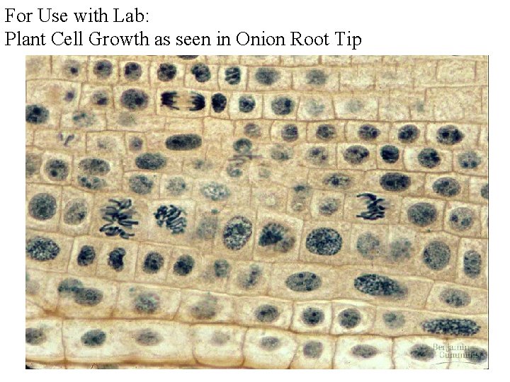 For Use with Lab: Plant Cell Growth as seen in Onion Root Tip 