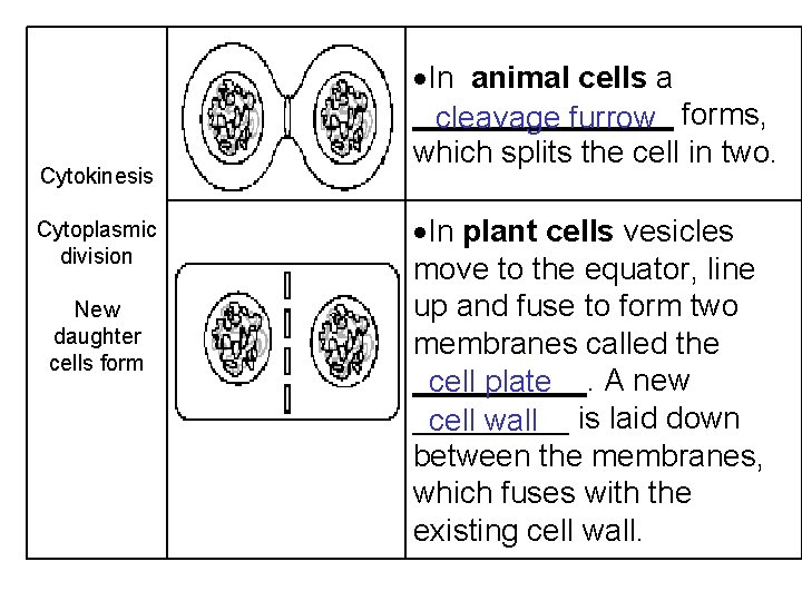 Cytokinesis Cytoplasmic division New daughter cells form In animal cells a ________ forms, cleavage