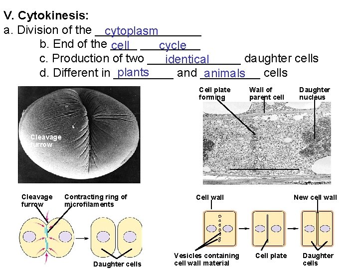 V. Cytokinesis: a. Division of the ________ cytoplasm b. End of the _________ cell