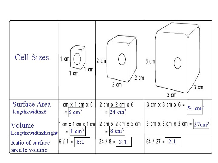 Cell Sizes Surface Area lengthxwidthx 6 Volume Lengthxwidthxheight Ratio of surface area to volume