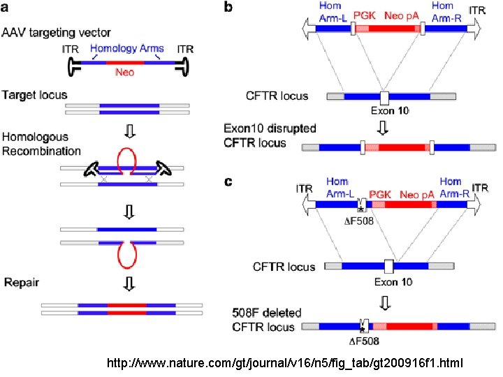 http: //www. nature. com/gt/journal/v 16/n 5/fig_tab/gt 200916 f 1. html http: //www. nature. com/gt/journal/v 16/n 5/fig_tab/gt 200916 f 1. html