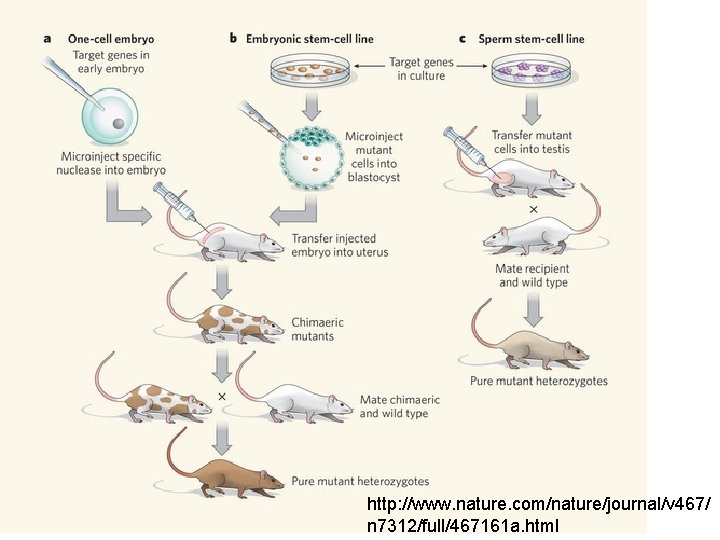 http: //www. nature. com/nature/journal/v 467/ n 7312/full/467161 a. html http: //www. nature. com/nature/journal/v 467/ n 7312/full/467161 a. html