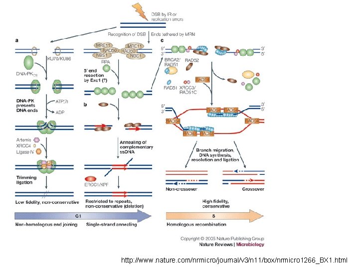 http: //www. nature. com/nrmicro/journal/v 3/n 11/box/nrmicro 1266_BX 1. html http: //www. nature. com/nrmicro/journal/v 3/n 11/box/nrmicro 1266_BX 1. html