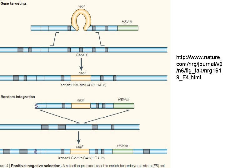 http: //www. nature. com/nrg/journal/v 6 /n 6/fig_tab/nrg 161 9_F 4. html http: //www. nature. com/nrg/journal/v 6 /n 6/fig_tab/nrg 161 9_F 4. html