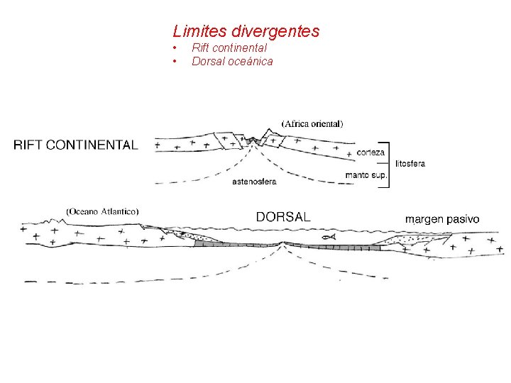 Limites divergentes • • Rift continental Dorsal oceánica Limites divergentes • • Rift continental Dorsal oceánica