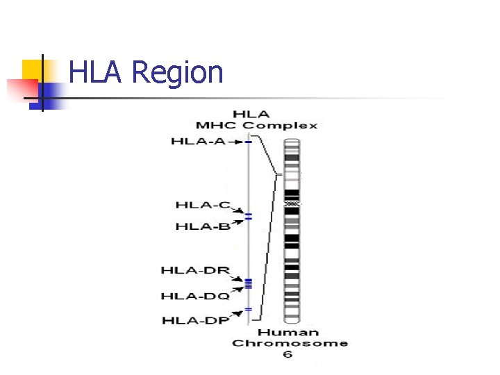 HLA Region 