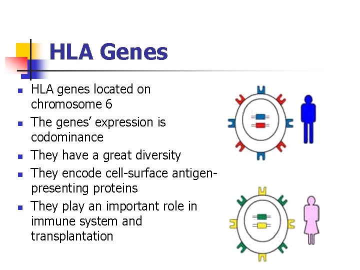 HLA Genes n n n HLA genes located on chromosome 6 The genes’ expression
