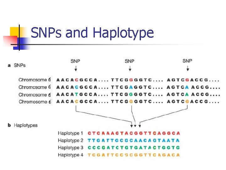 SNPs and Haplotype 