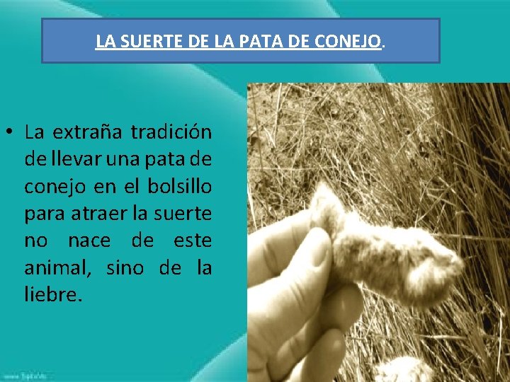 LA SUERTE DE LA PATA DE CONEJO. • La extraña tradición de llevar una