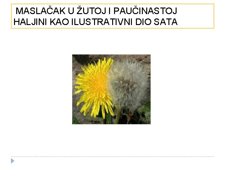 MASLAČAK U ŽUTOJ I PAUČINASTOJ HALJINI KAO ILUSTRATIVNI DIO SATA 