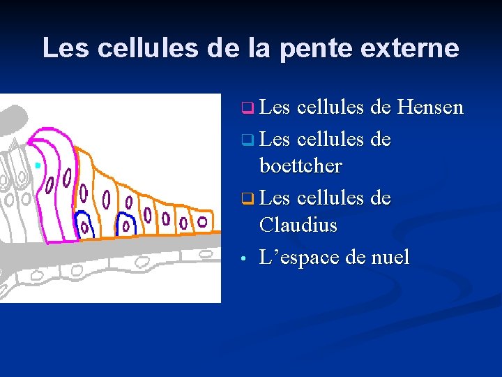 Les cellules de la pente externe q Les cellules de Hensen q Les cellules