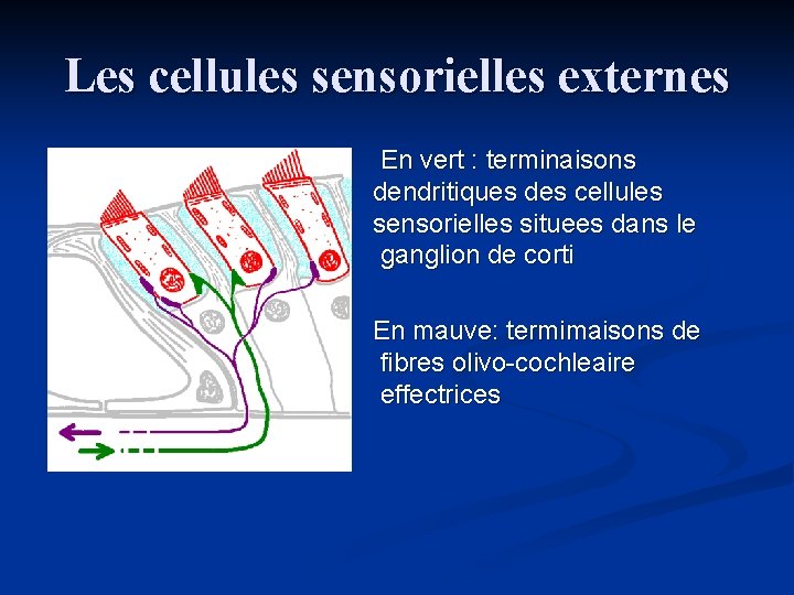 Les cellules sensorielles externes En vert : terminaisons dendritiques des cellules sensorielles situees dans