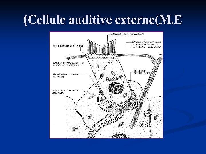 (Cellule auditive externe(M. E 