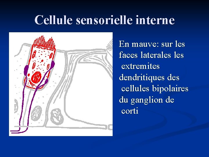 Cellule sensorielle interne En mauve: sur les faces laterales extremites dendritiques des cellules bipolaires