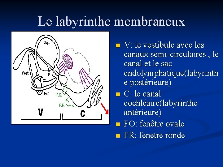 Le labyrinthe membraneux n n V: le vestibule avec les canaux semi-circulaires , le